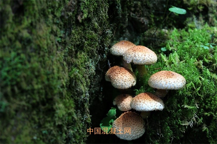 你吃的蘑菇還可以用來(lái)砌墻！科學(xué)家試圖用蘑菇取代建筑混凝土